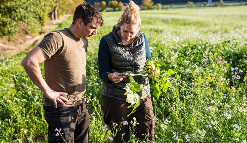 Décès d’un exploitant agricole : à qui est attribué le bail rural ?