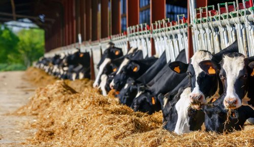 Agriculture : ce que prévoit la loi Duplomb