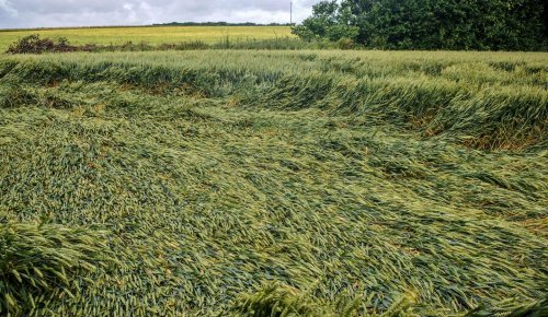 Pertes de récolte : baisse du taux d’indemnisation pour les exploitants non assurés