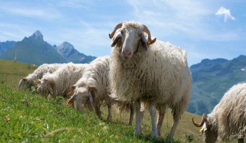 Gare à la durée d’une convention pluriannuelle de pâturage !