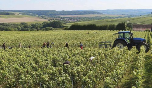 Travailleurs agricoles occasionnels : option pour la réduction générale dégressive unique
