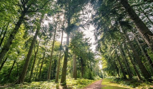 Diversifier son patrimoine en investissant dans les forêts