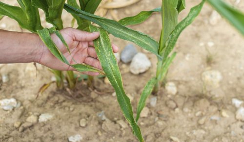 Sécheresse : un plan d’urgence pour soutenir les agriculteurs