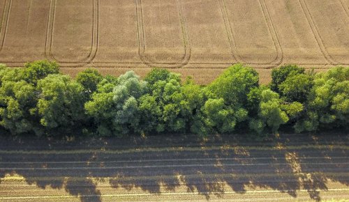 Destruction de haies : la nouvelle procédure à suivre