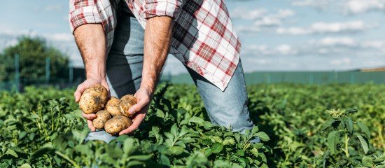 Exonération de cotisations pour les travailleurs occasionnels agricoles