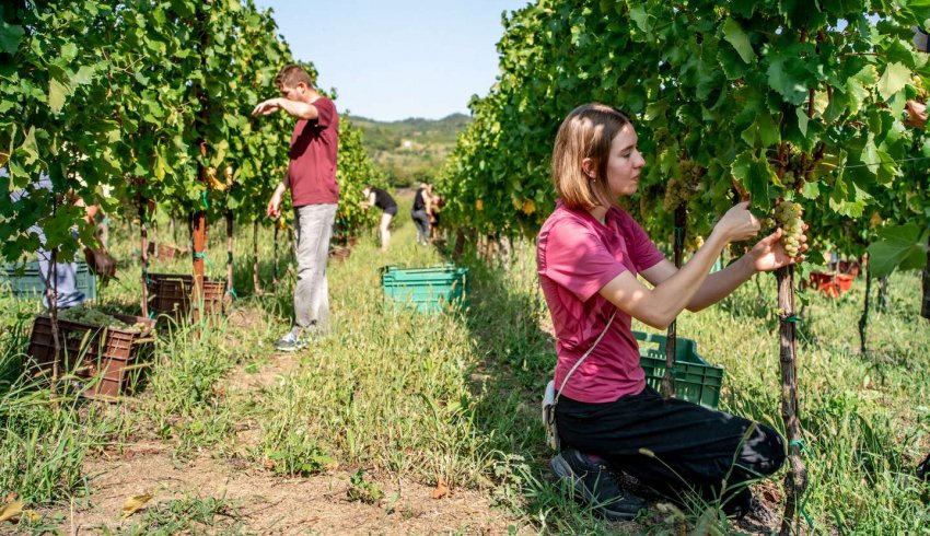 Récoltes manuelles AOC et IGP et travail le dimanche