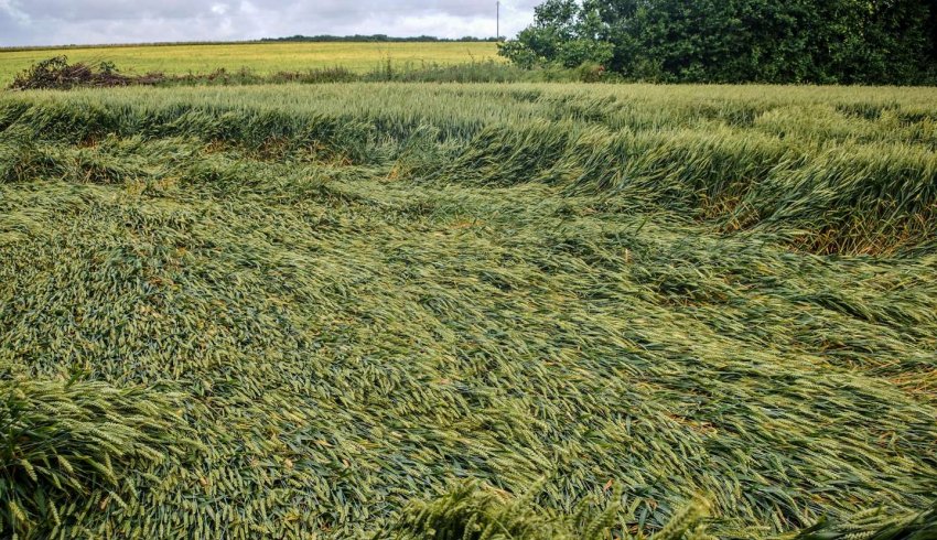 Pertes de récolte : baisse du taux d’indemnisation pour les exploitants non assurés