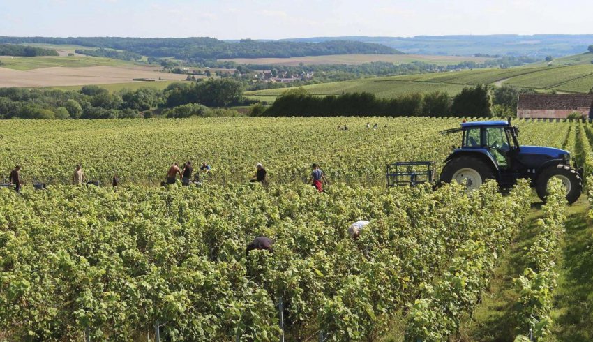 Travailleurs agricoles occasionnels : option pour la réduction générale dégressive unique