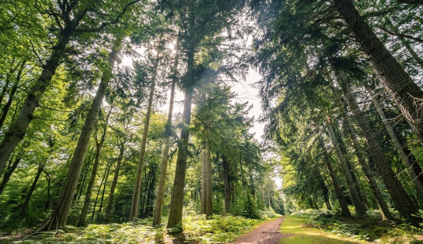 Diversifier son patrimoine en investissant dans les forêts