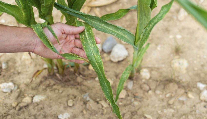 Sécheresse : un plan d’urgence pour soutenir les agriculteurs