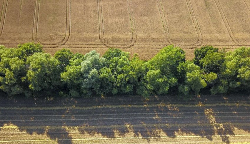 Destruction de haies : la nouvelle procédure à suivre